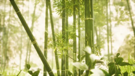 Bosque-De-Bambú-Asiático-Con-Luz-Solar